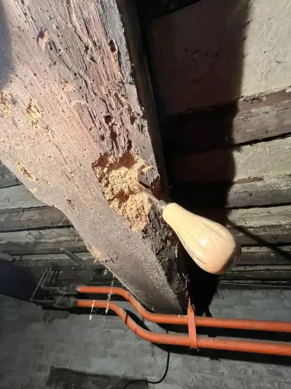 Exemple de zones attaquées avant intervention