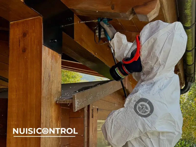 Exemple de zones attaquées avant intervention