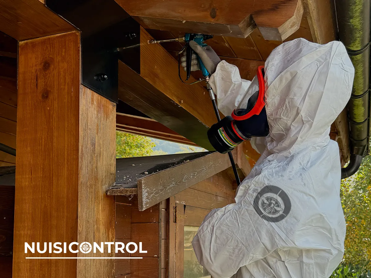 Injection de traitement anti-termites dans la charpente