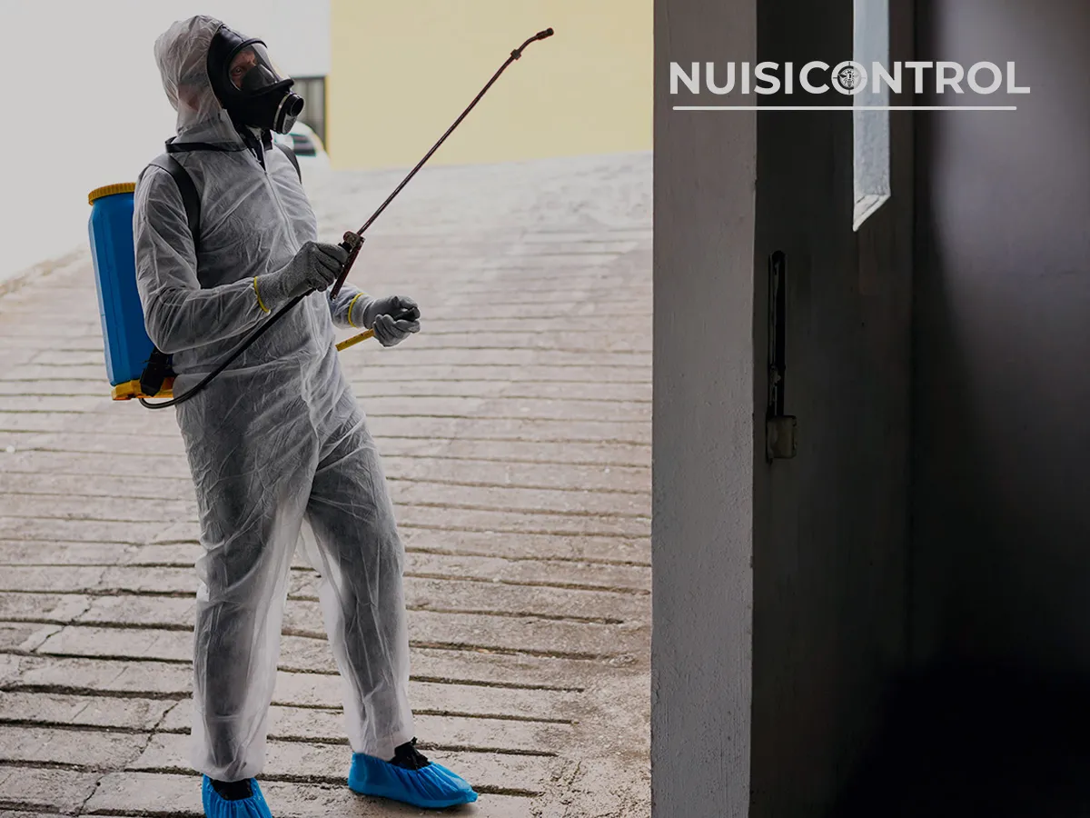 Traitement anti-termites en extérieur