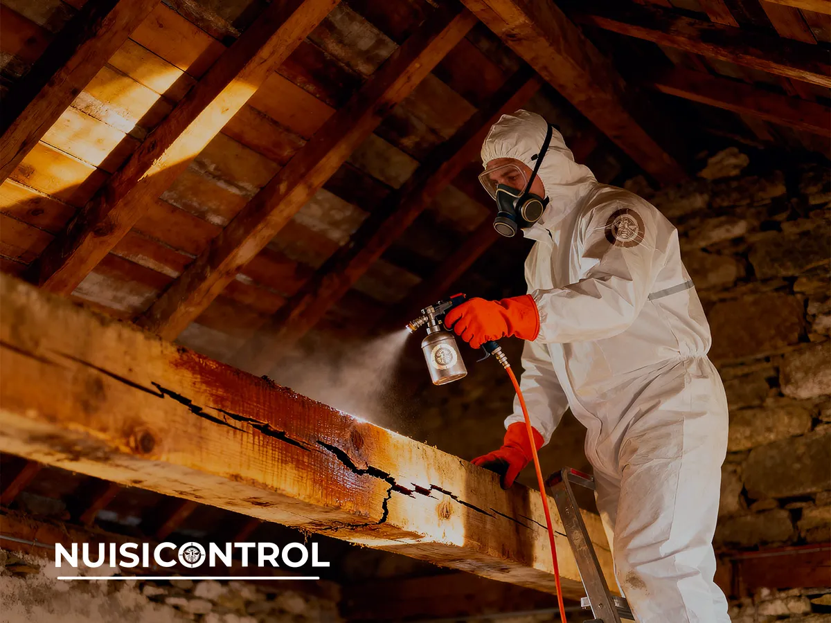 Traitement anti-termites sur poutre de charpente